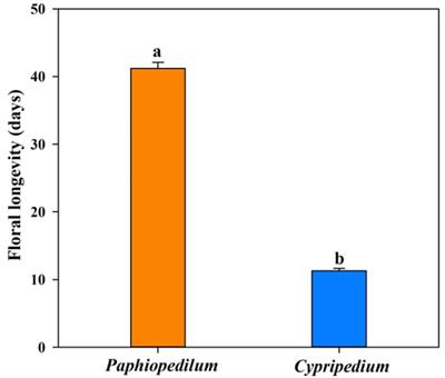 Floral Longevity of Paphiopedilum and Cypripedium Is Associated With Floral Morphology